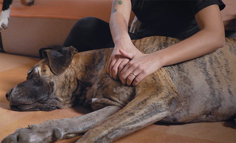 Tecniche di massaggi per cani