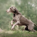 cane-desiderio-di-rincorrere