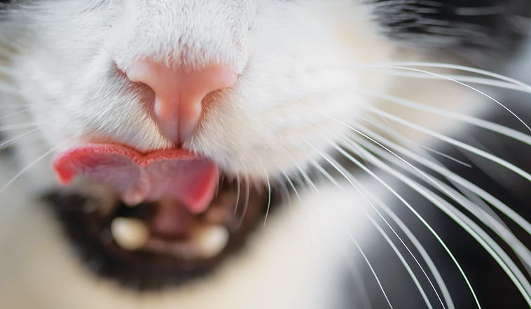 La bocca del gatto 