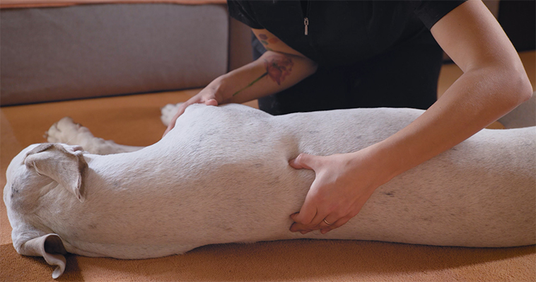 Giada Marroffino e i massaggi per cani