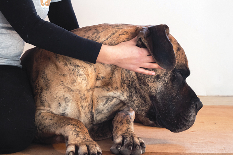 Cane che si rilassa ai massaggi di Giada di Balto Massaggi per cani