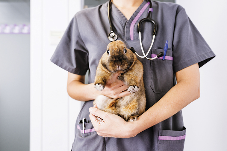 Visita del coniglio dal veterinario per malattie neurologiche