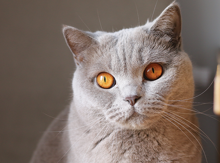 Bellissimo gatto in primo piano colore grigio