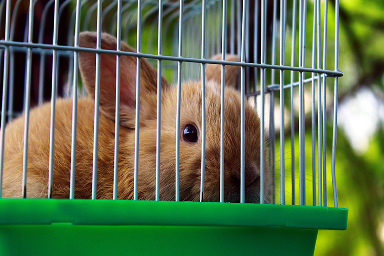 Coniglio chiuso in una gabbia