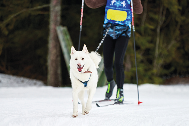 Per praticare lo Skijoring, lo sciatore indosserà una cintura, a sua volta collegata al proprio cane 