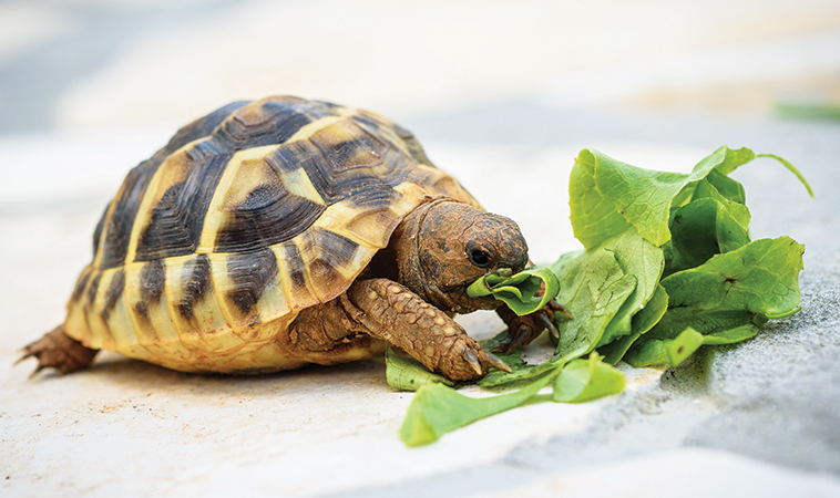 Le testuggini, ovvero le tartarughe di terra, sono i principali rettili ‘pet’ diffusi nelle famiglie italiane.