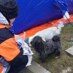 Ucraina-aiuto-cani