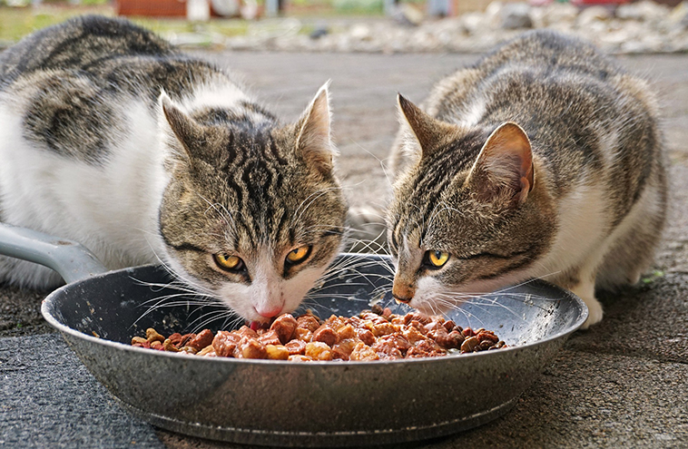 Due gatti che mangiano prodotti biologici