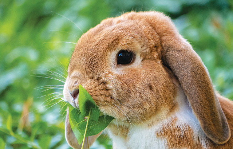 Patologie del coniglio anziano  nella foto un coniglio che mangia dell'erba