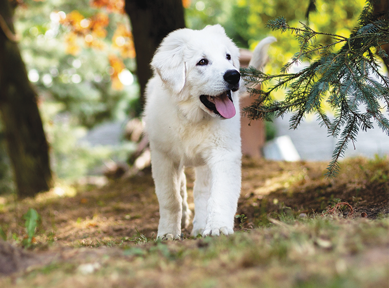Cucciolo di cane bianco in giardino