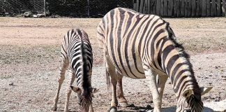 nato-cucciolo-zebra-2023-mamma-cucciolo