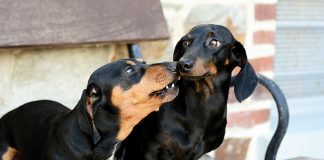 oasy-nuovo-cane-in-casa-3