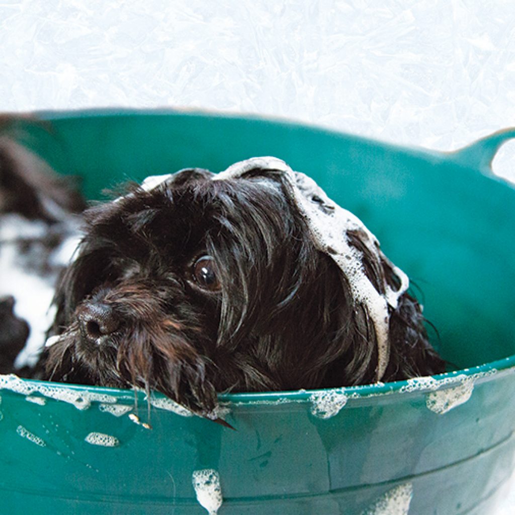 Cane insaponato dentro la bacinella per consigli utili per la pulizia del cane e del gatto