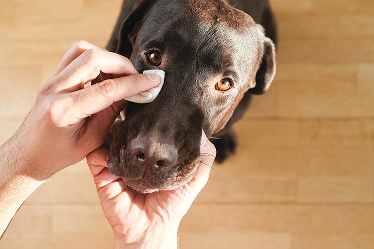 Immagine di un cane a cui vengono puliti gli occhi con un batuffolo di cotone 