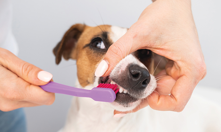 Immagine di un cane a cuoi viene pulito i denti con uno spazzolino