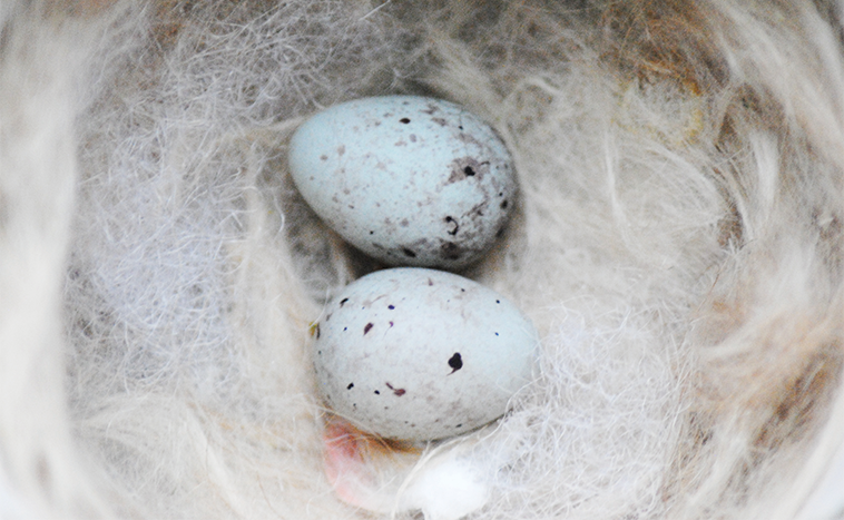 Uova di canarini nel nido per la cova