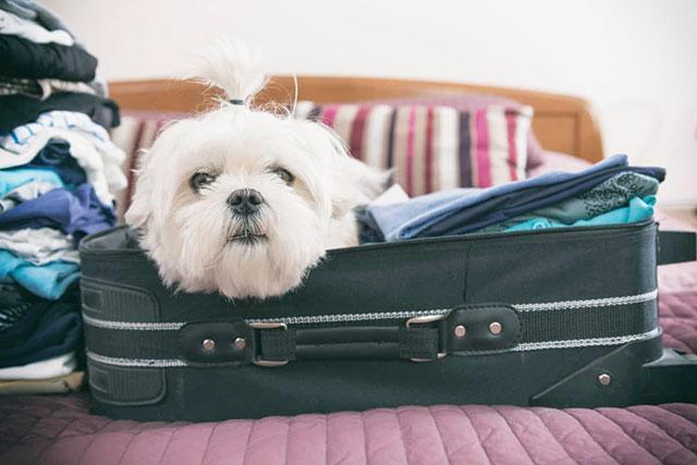Foto di un cane che si è già accomodato in valigia per la vacanza