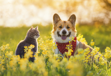 primavera-cambio-pelo-cani-gatti