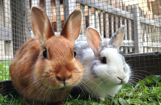 Coppia di conigli da compagnia nel recinto in giardino