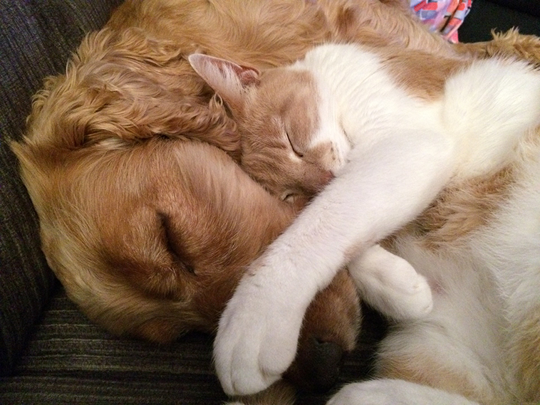 Immagine di un cane e gatto che dormono assieme