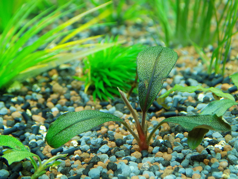 immagine in primo piano di una pianta da acquario di acqua dolce