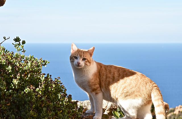 Bellissimo gatto europeo con lo sfondo il mare