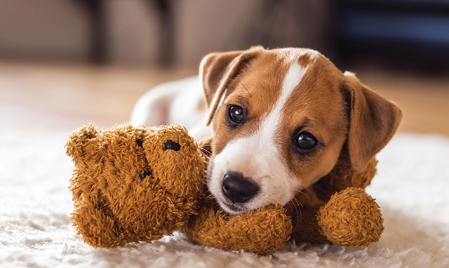 Immagine di un piccolo cane che gioca con un pupazzo di stoffa