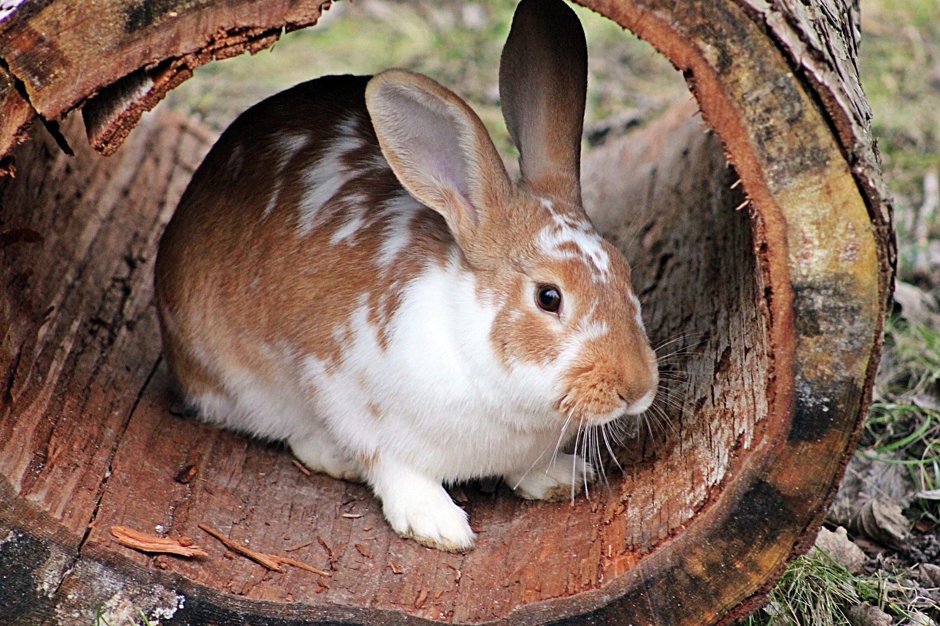 Coniglio in un tronco di albero 