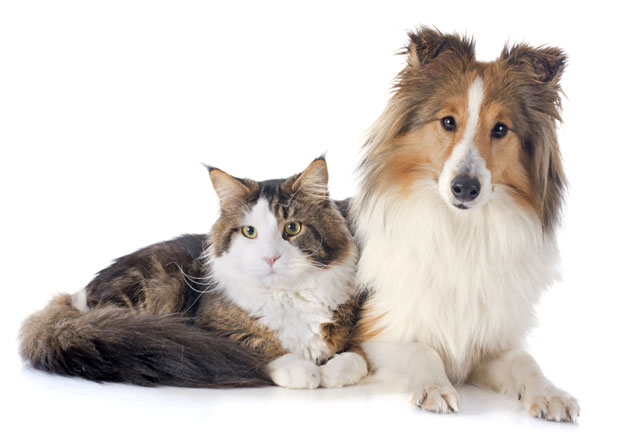 le vacanze con i pet  immagine di un cane Collie e un gatto