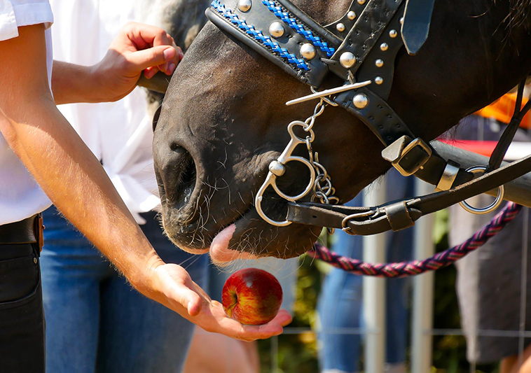 cavallo a cui viene offerta una mela 