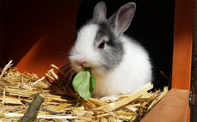 Pellettato alimento per il coniglio 