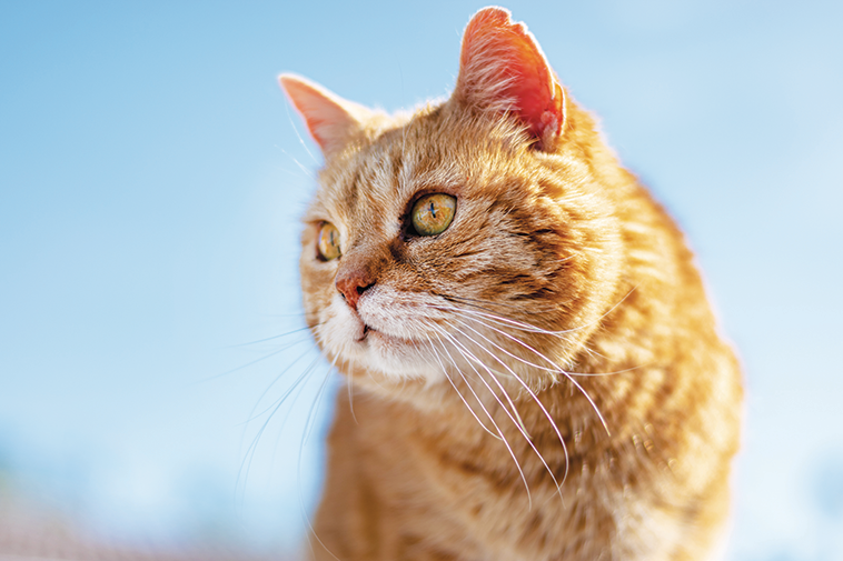 Immagine di un gatto in primo piano per la toxoplasmosi 
