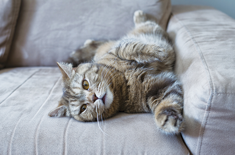 gatto sul divano 