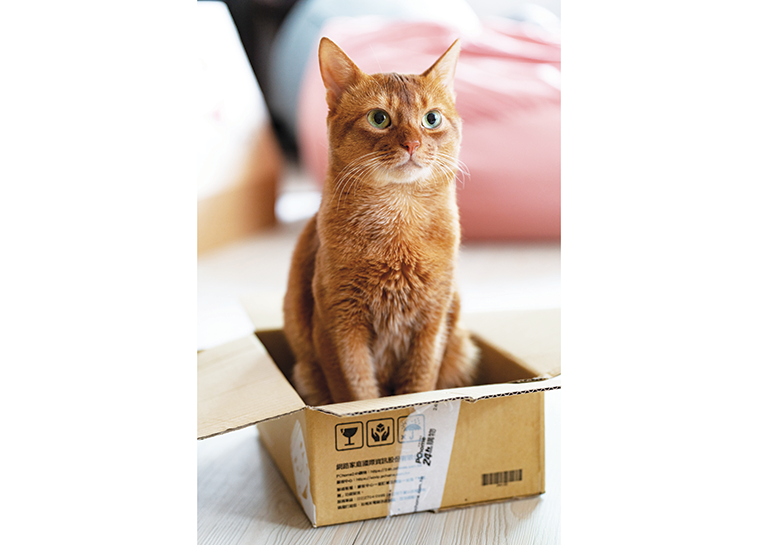 Gatto seduto dentro la scatola 