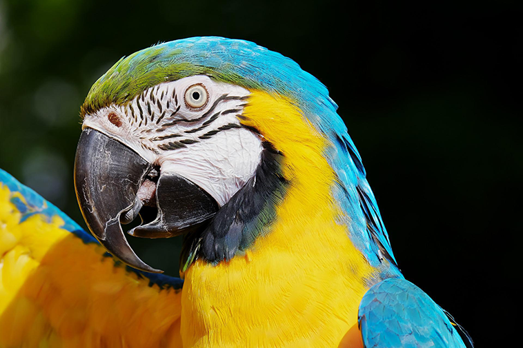 Bellissimo esemplare di pappagallo Ara per il linguaggio dei pappagalli