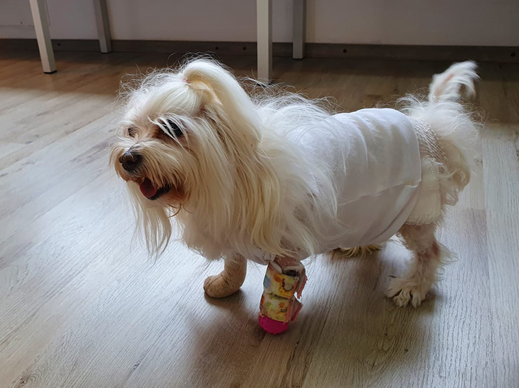 Immagine di un cane con la protesi alla zampa anteriore sinistra