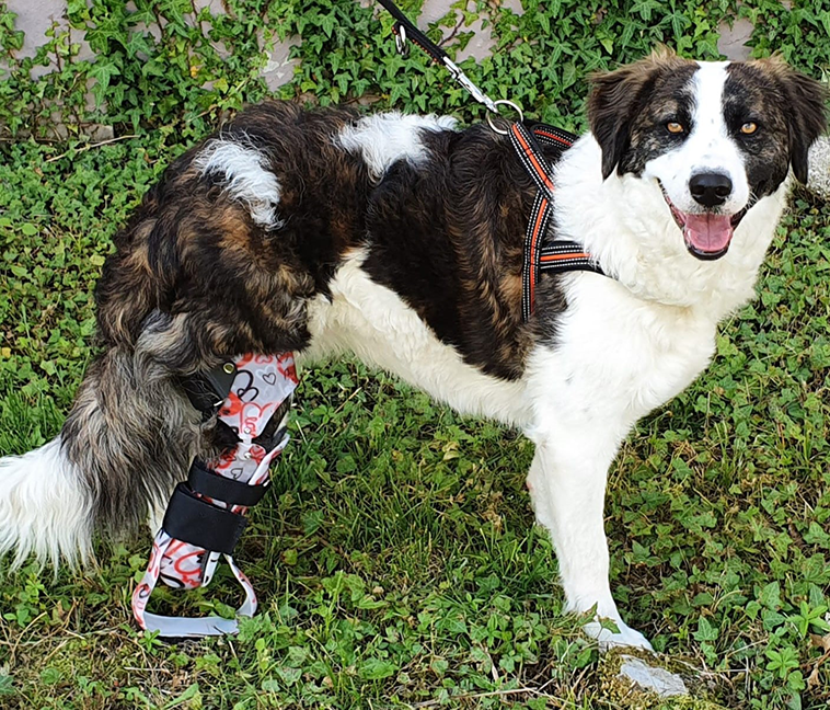 Immagine di un cane con la protesi alla gamba destra posteriore