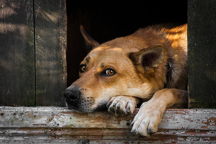 Foto di un cane triste ospite nel canile
