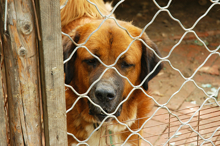 Foto di un cane dietro la rete di un canile
