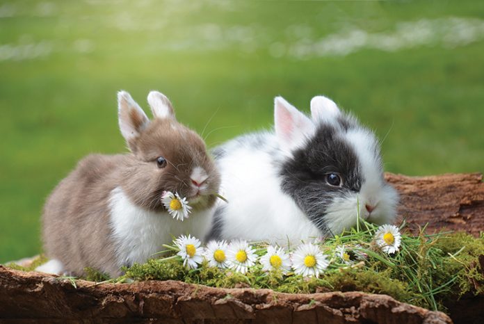 il-coniglio-nella-storia-da-selvatico-a-domestico