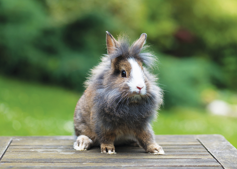 Immagine di un coniglio primo piano