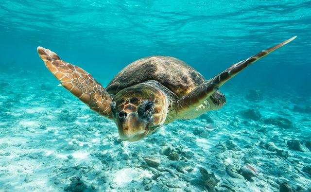Immagine di una tartaruga selvatica di mare