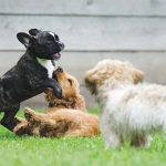 adolescenza-dei-cani