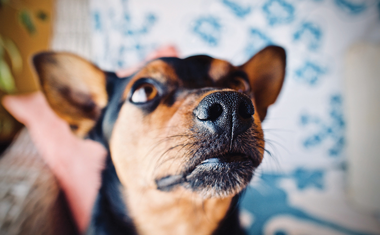 Per disperdere il calore corporeo il cane utilizza maggiormente la 
bocca ed il respiro.