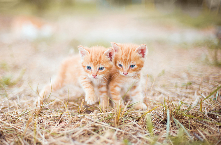 due splendidi gattini rossi nel prato