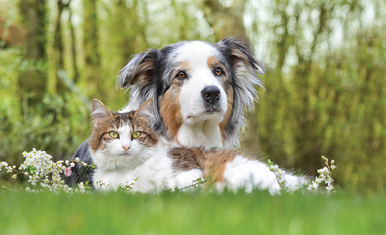 Cane e gatto assieme bellissima foto 