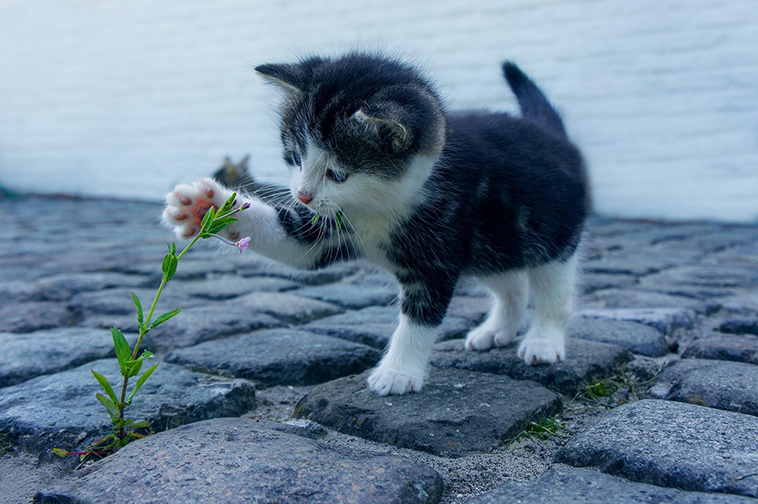 piccolo gattino che accarezza un fiore