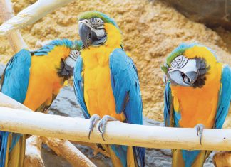 pappagalli-in-natura-argilla