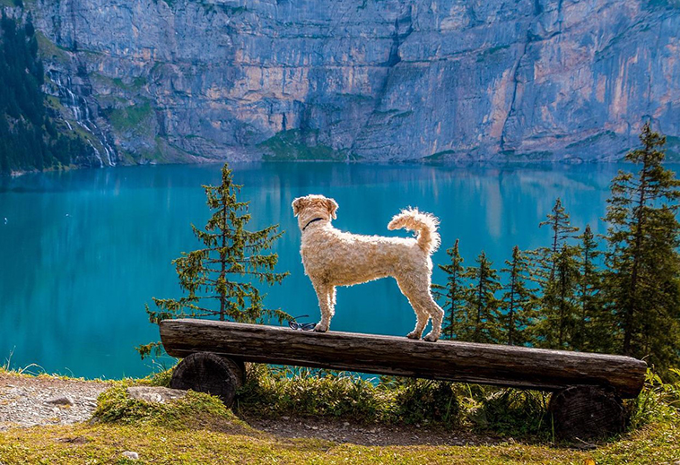 Vacanze estiva cane al lago 