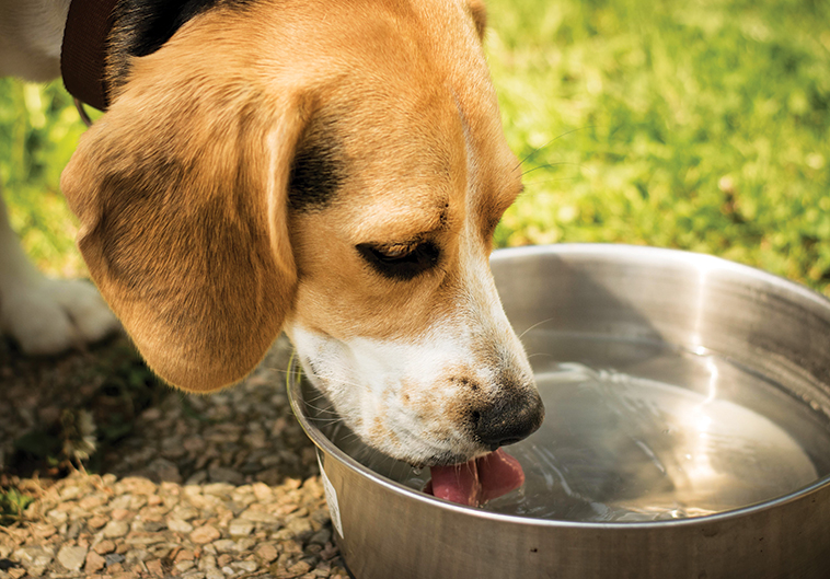 Lasciare sempre una ciotola di acqua fresca per prevenire un colpo di calore al cane nell'immagine un cane che beve
